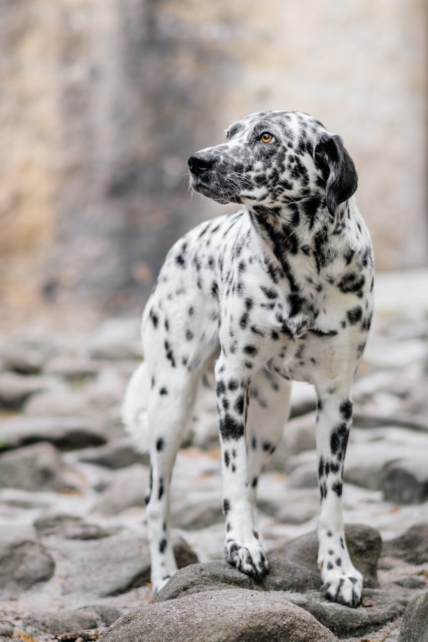 Dalmatiner Hündin in den Felsen des Elbsandsteingebirges