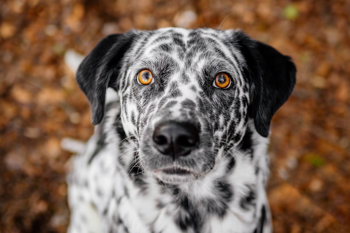 Porträt Dalamatiner