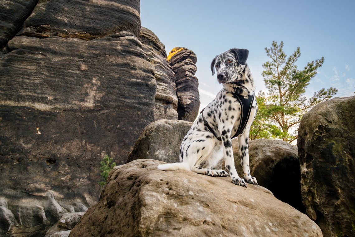Dalmatiner Hündin in den Felsen des Elbsandsteingebirges