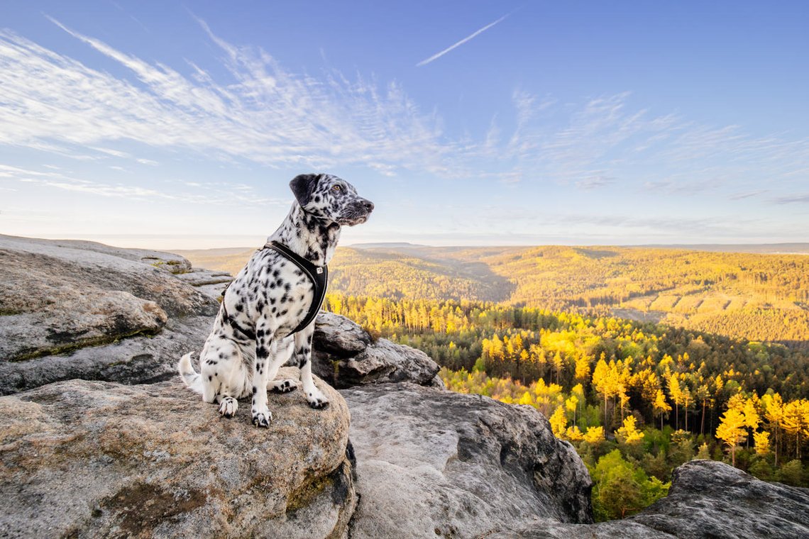 Dalmatiner Hündin im Elbsandsteingebirge