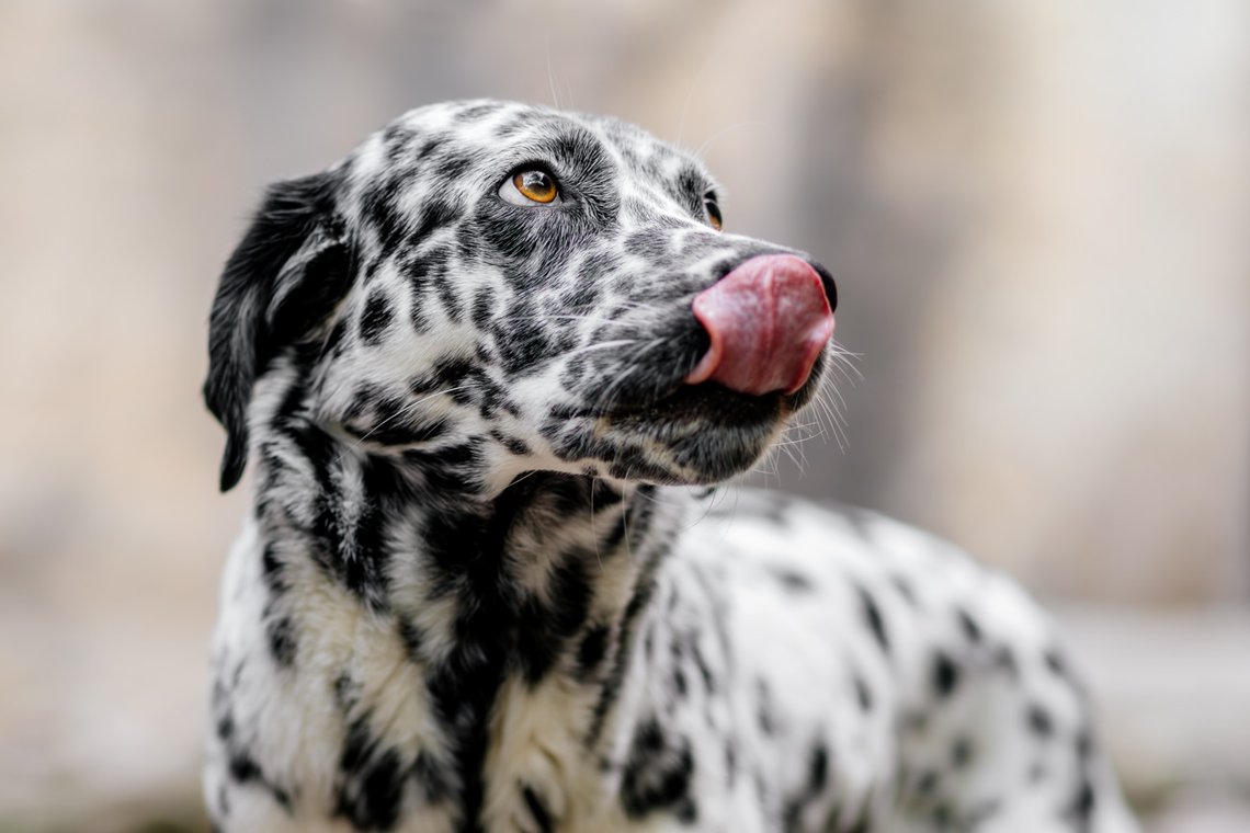 Dalamtiner schleckt sich über die Nase