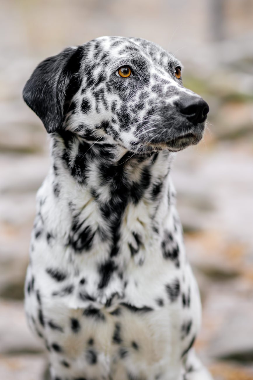 Dalmatiner Porträt