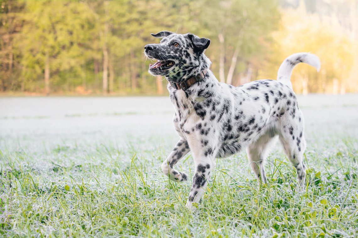 Dalmatiner rennt fröhlich über Wiese