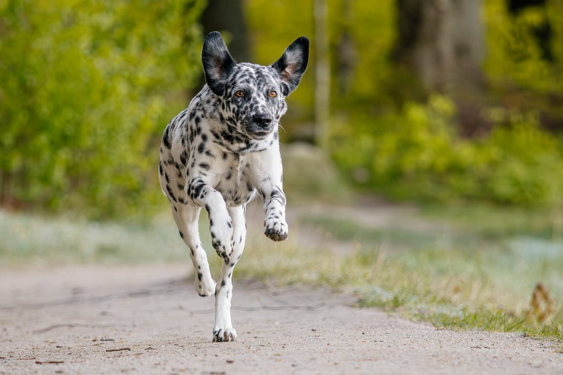 Dalmatiner Hündin im Wald Elbsandsteingebirge