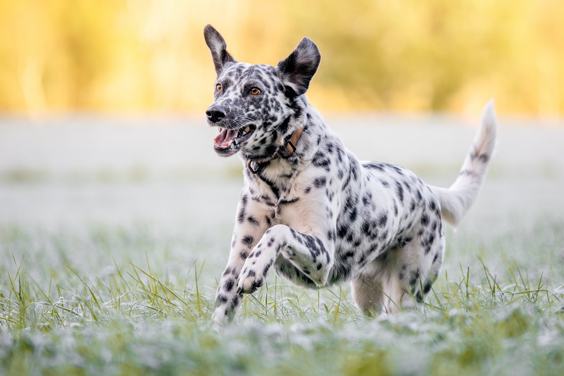 Dalmatiner rennt fröhlich über Wiese