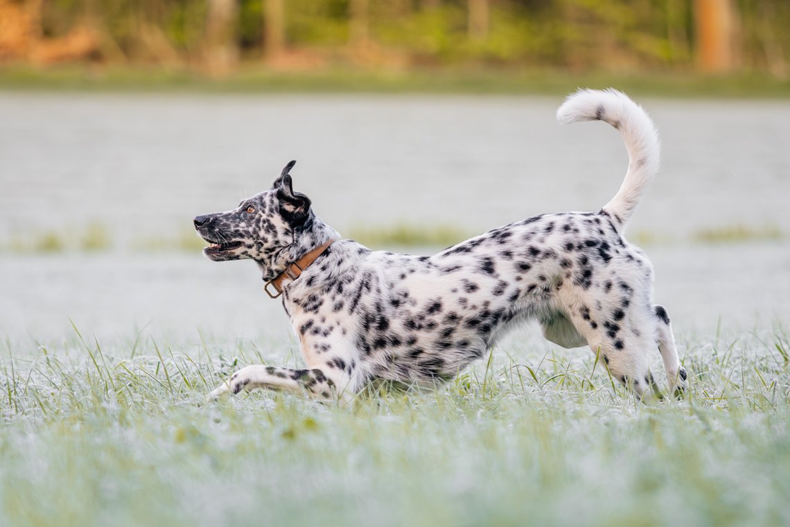 Dalmatiner rennt fröhlich über Wiese