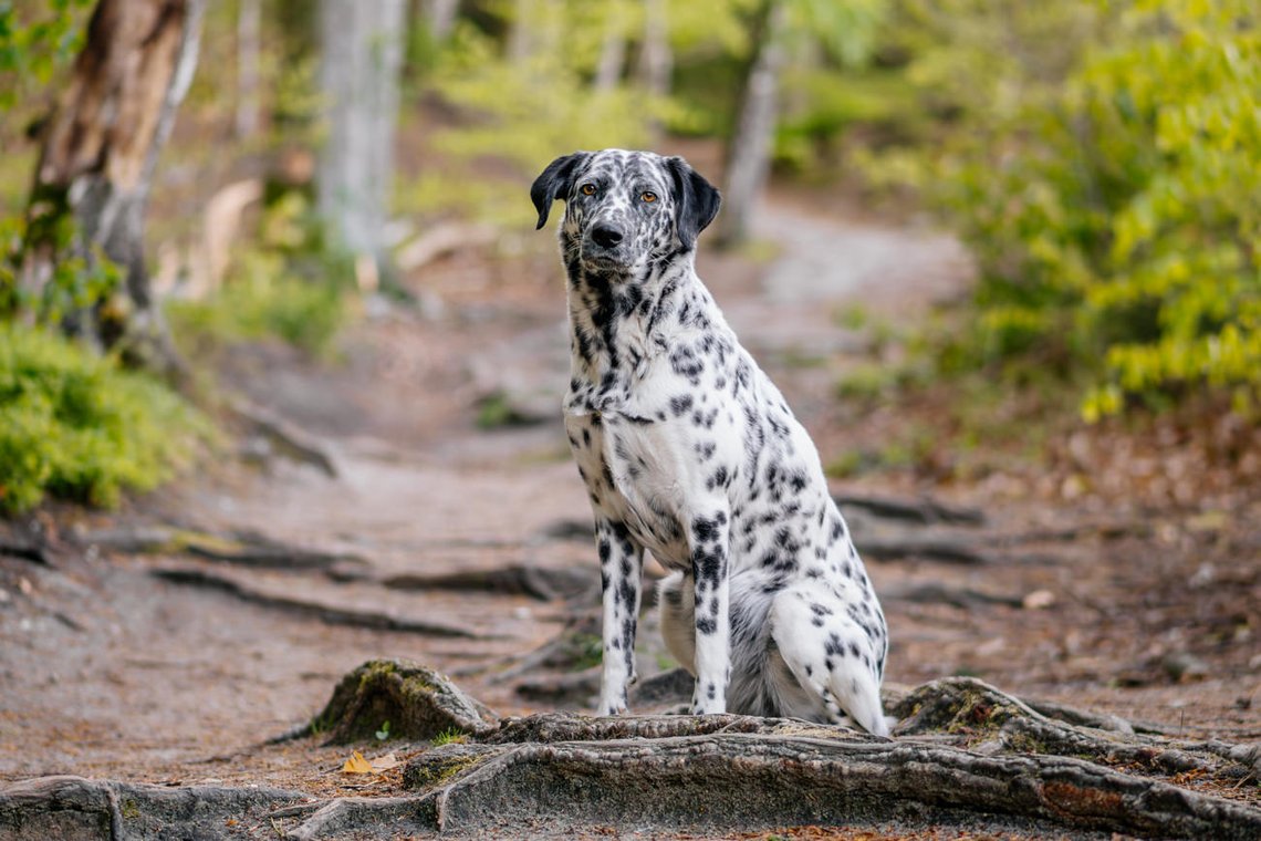 Dalmatiner Hündin im Wald Elbsandsteingebirge