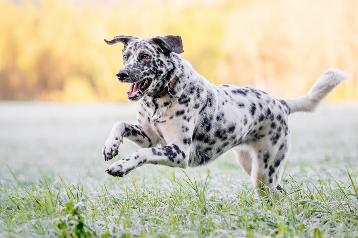 Dalmatiner rennt fröhlich über Wiese