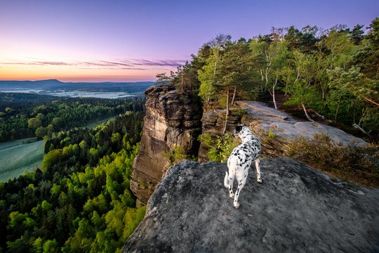 Dalmatiner in der Morgendämmerung im Elbsandsteingebirge Sächsische Schweiz