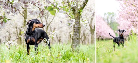 Portrait Deutscher Pinscher Hundefotos Kirschblüte Dresden