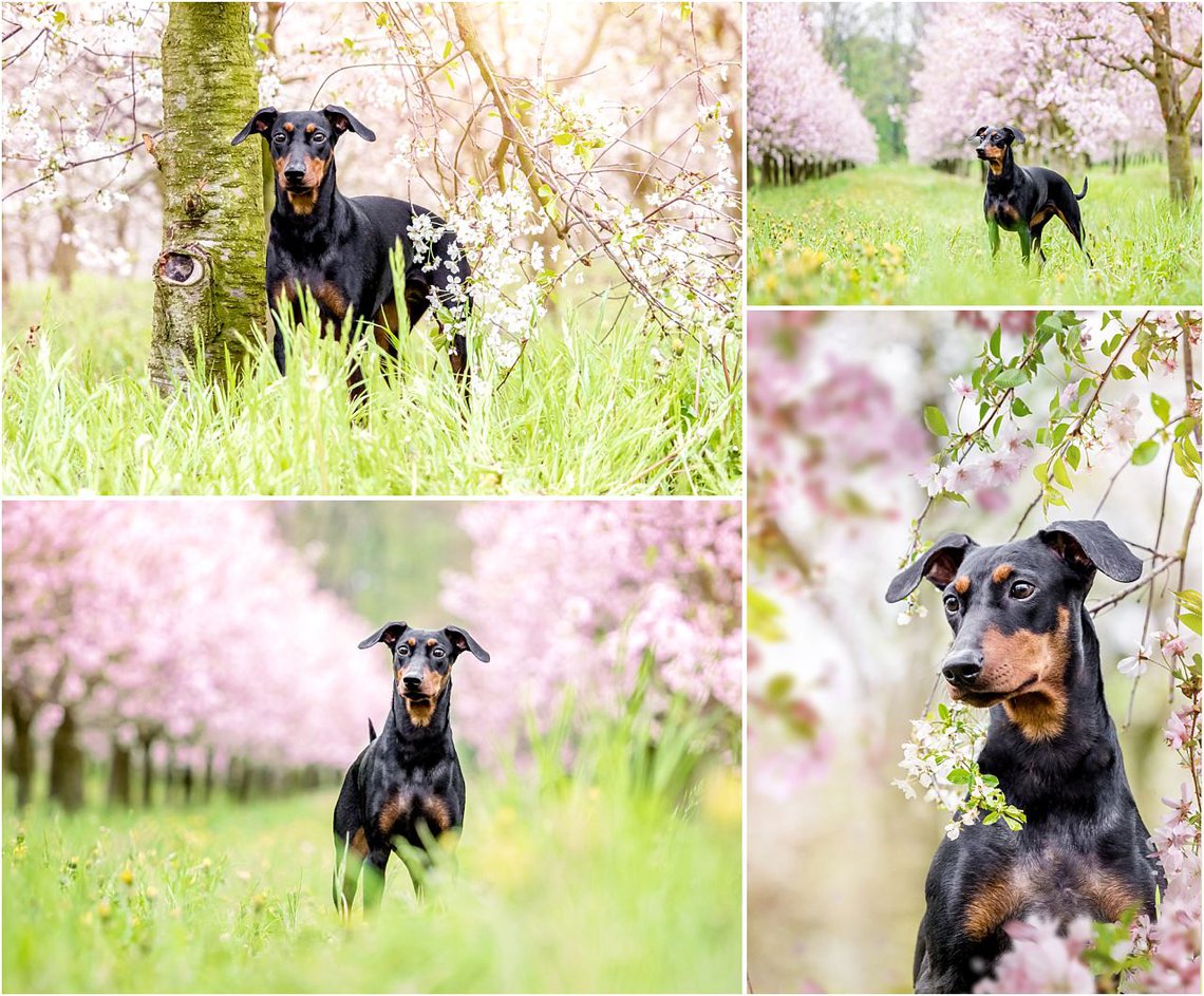 Deutscher Pinscher Hundefotos Kirschblüte Dresden