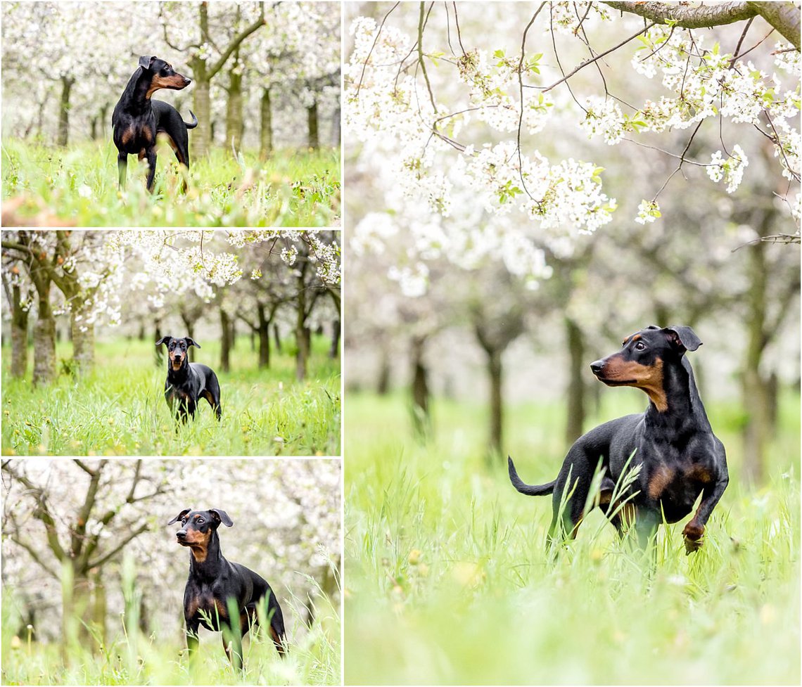 Portrait Deutscher Pinscher Hundefotos Kirschblüte Dresden
