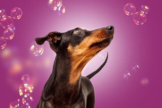 Deutscher Pinscher mit Seifenblasen vor lila Hintergrund