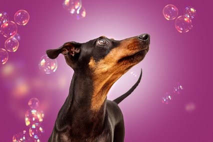 Deutscher Pinscher mit Seifenblasen vor lila Hintergrund