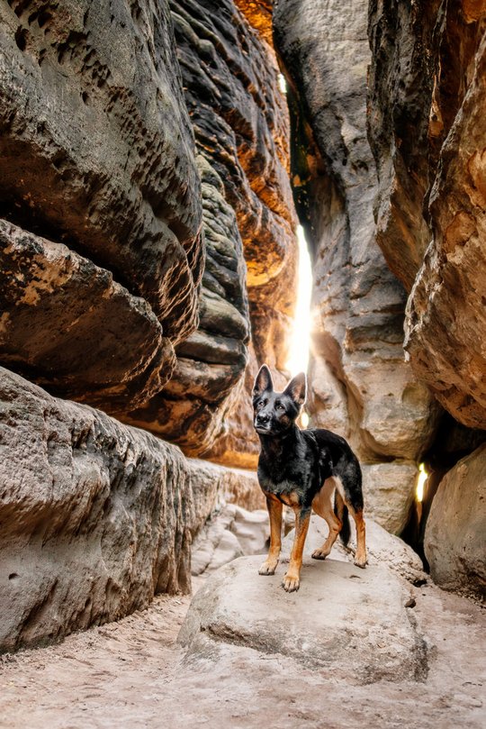Deutscher Schäferhund steht in einer Felsspalte der Sächsischen Schweiz und die Sonne scheint hindurch