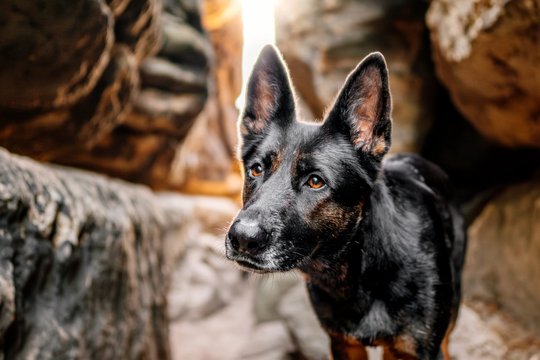 Porträt von einer Deutschen Schäferhund Hündin zwischen Felsen in der Sächsischen Schweiz