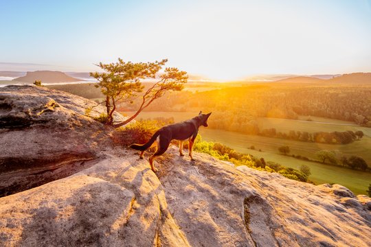 Deutscher Schäferhund steht im Sonnenaufgang an einer Klippe der Sächsischen Schweiz und schaut in die Ferne