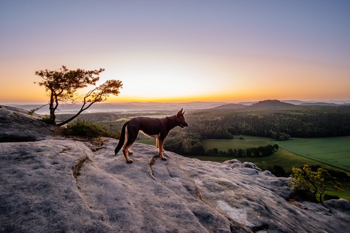 Deutscher Schäferhund steht in der Morgendämmerung an einer Klippe der Sächsischen Schweiz