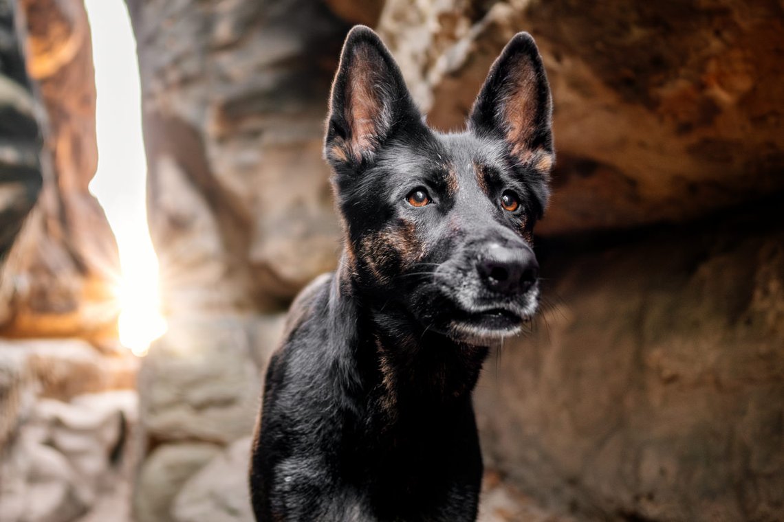 Porträt von einer Deutschen Schäferhund Hündin zwischen Felsen in der Sächsischen Schweiz