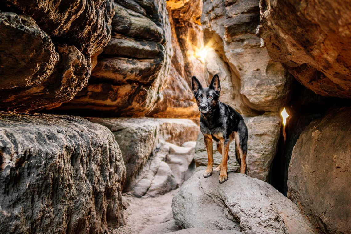 Deutscher Schäferhund steht in einer Felsspalte der Sächsischen Schweiz und die Sonne scheint hindurch