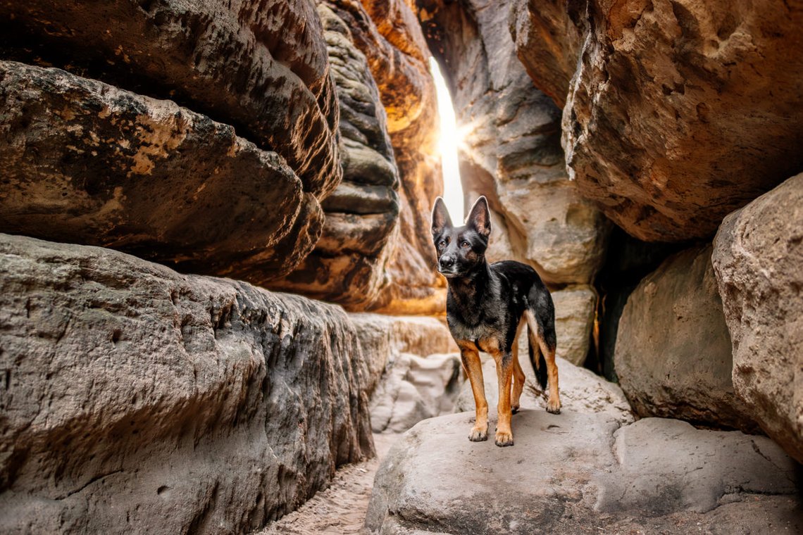 Deutsche Schäferhündin im Sonnenaufgang in einer Felsspalte der Sächsischen Schweiz