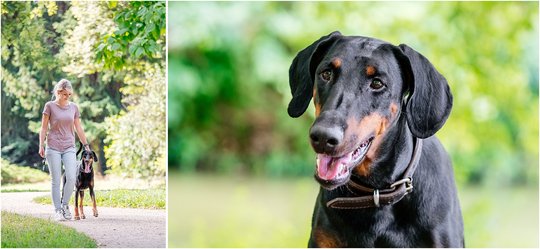 Hundeportrait von Dobermann