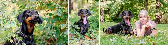 Dobermann Hündin mit Besitzerin