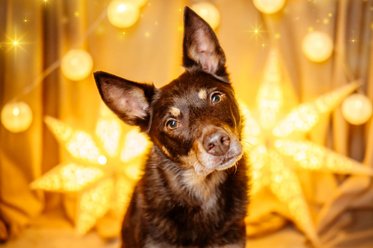 Weihnachtliches Hundeportrait in Dresden