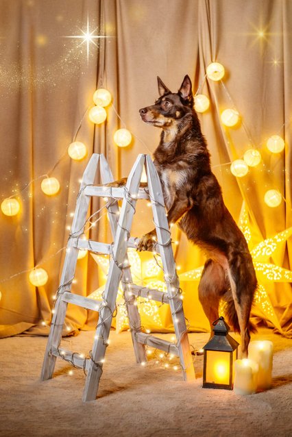 Hundefotos für Weihnachten in Dresden
