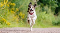Border Collie Dresden