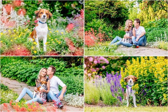 Hundefotos von Kooikerhondje Welpe und Hundebesitzer zwischen Blumen in Dresden