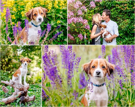 Hundefotos von Kooikerhondje Welpe zwischen Blumen in Dresden