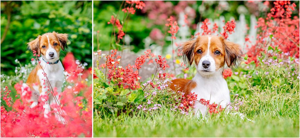 Hundefotografie von Kooikerhondje Welpe zwischen Blumen in Dresden