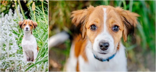 Kooikerhondje Welpe im Portrait von Hundefotos Dresden