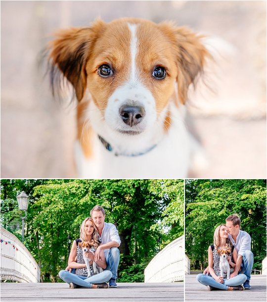 Kooikerhondje Welpe im Portrait und mit Frauchen und Herrchen von Hundefotos Dresden