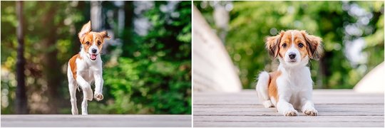 Kooikerhondje Welpe beim Fotoshooting von Hundefotos Dresden
