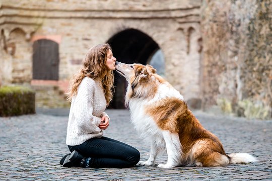 Fotoshooting mit Langhaar Colli in der Stadt Dresden