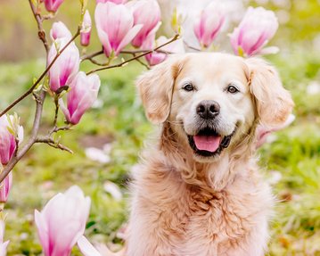 Golden Retriever Hundefoto mit Magnolie in Dresden Sachsen