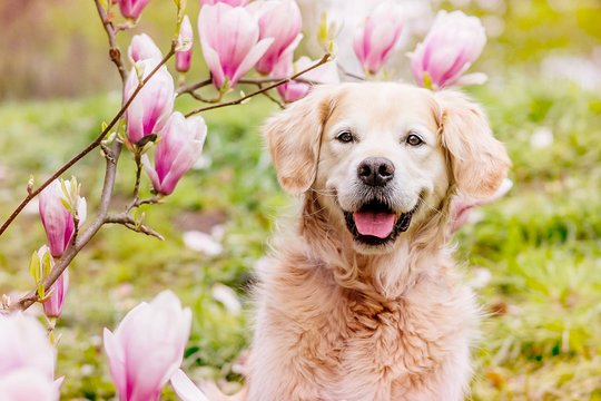 Golden Retriever Hundefoto mit Magnolie in Dresden Sachsen