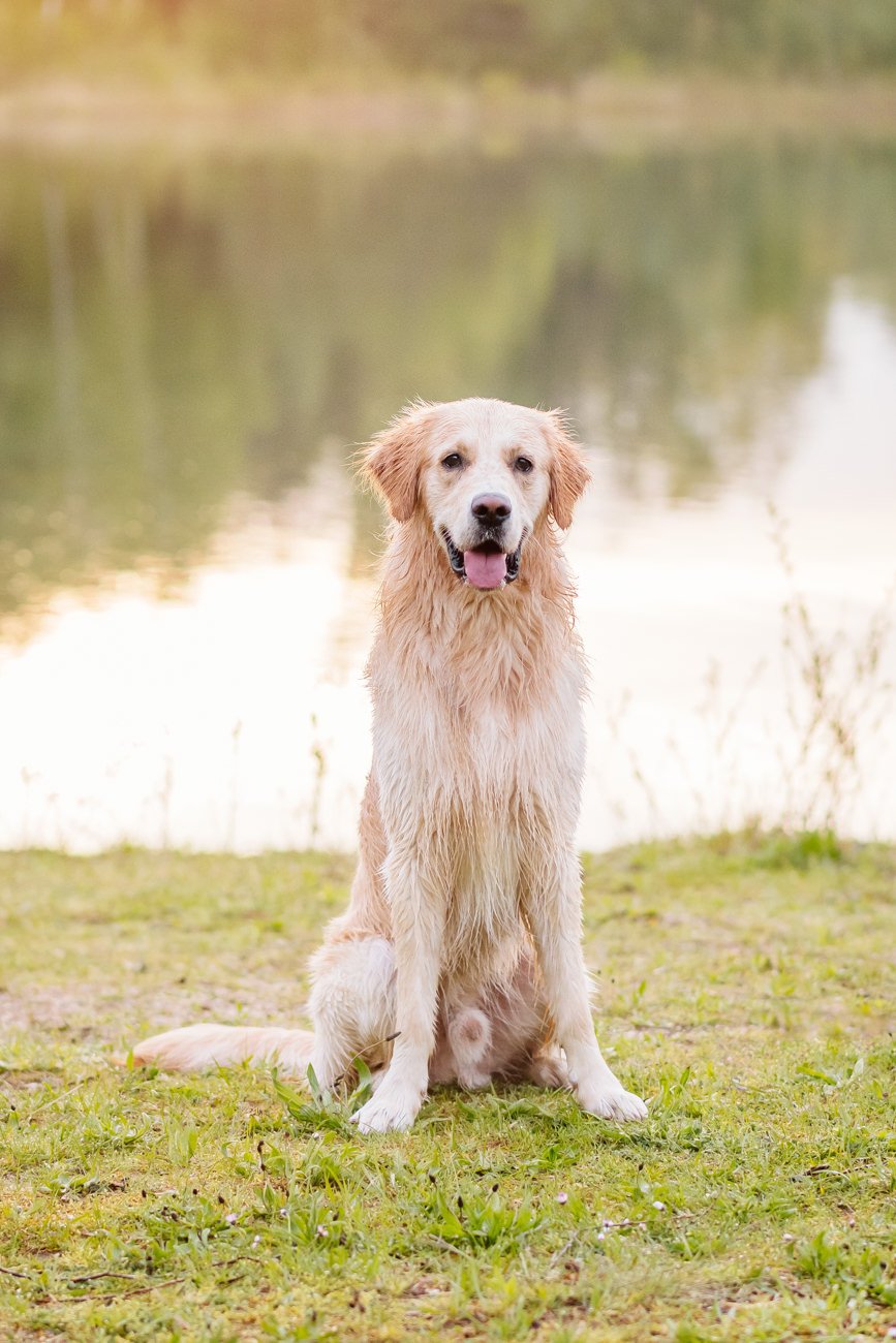 Golden Retriever am See