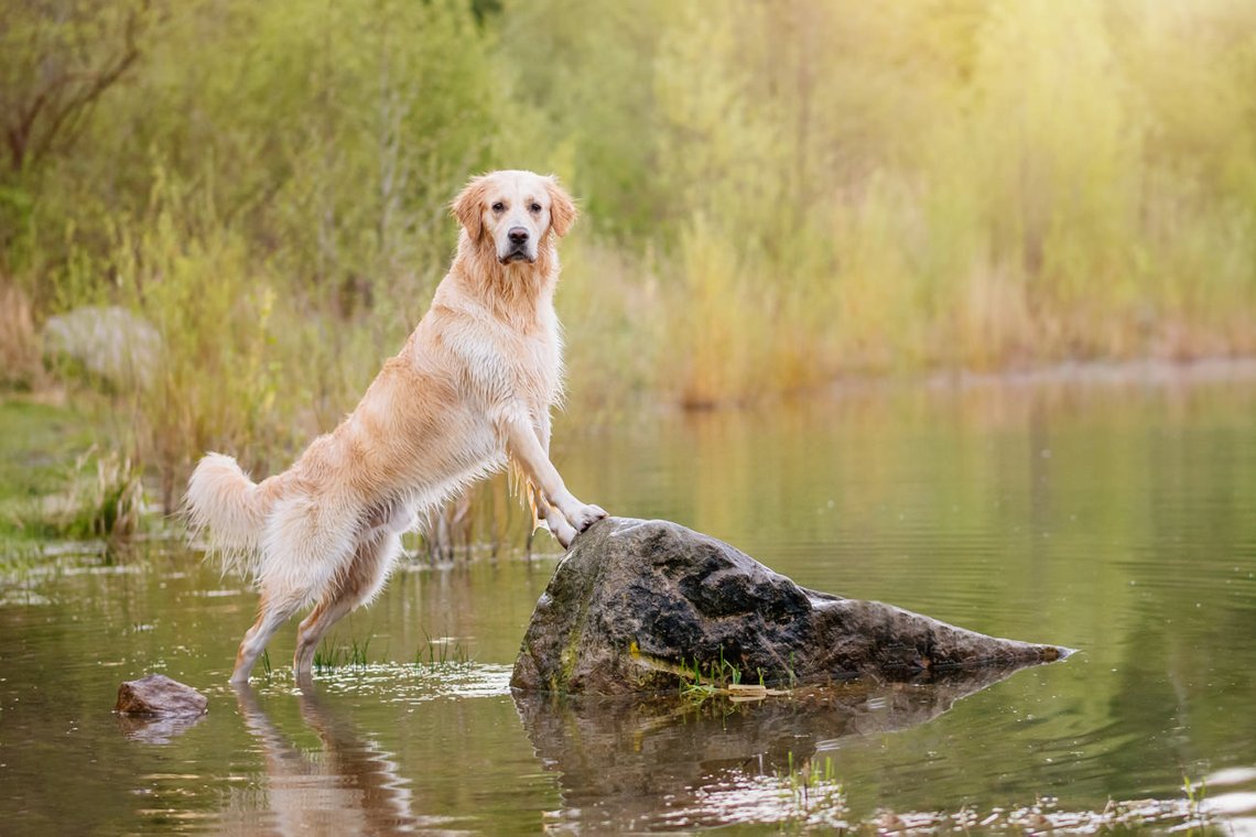 Golden Retriever am See