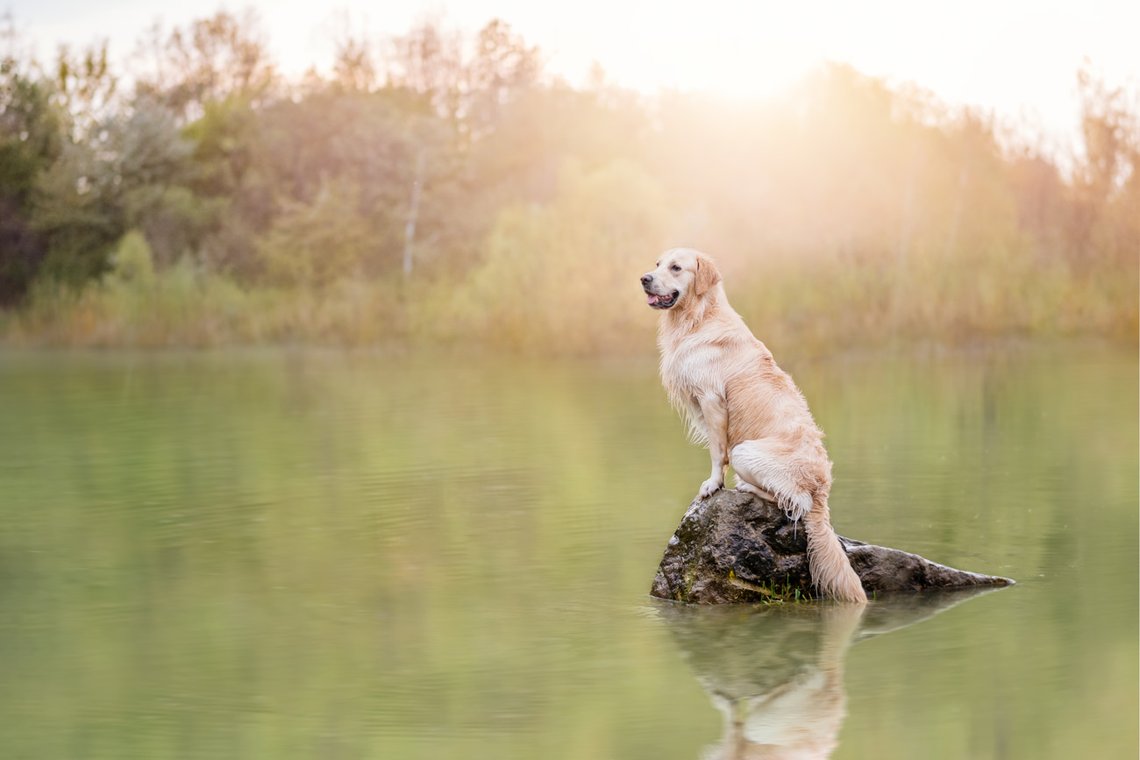 Golden Retriever sitzt auf Stein im See