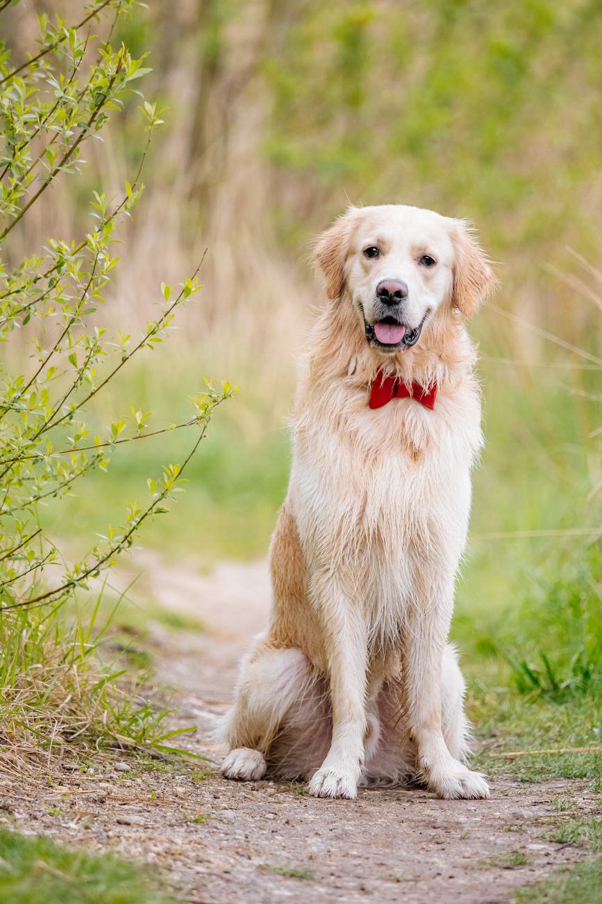 Golden Retriever mit roter Schleife