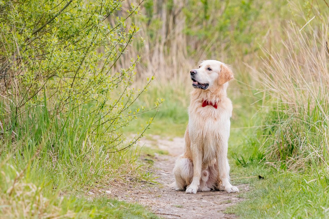 Golden Retriever am See in Pirna-017.jpg