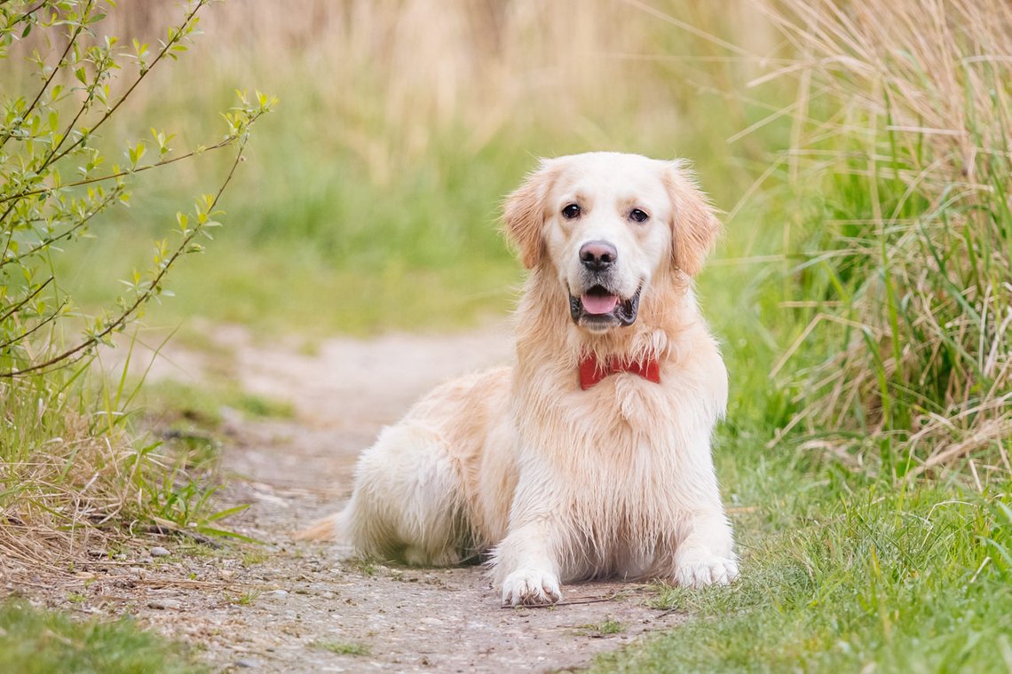 Golden Retriever am See in Pirna-018.jpg