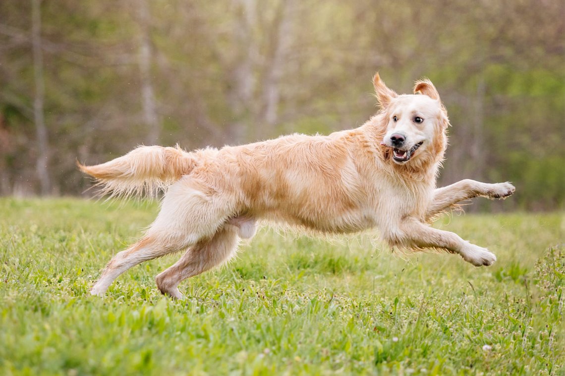 Golden Retriever am See in Pirna-021.jpg