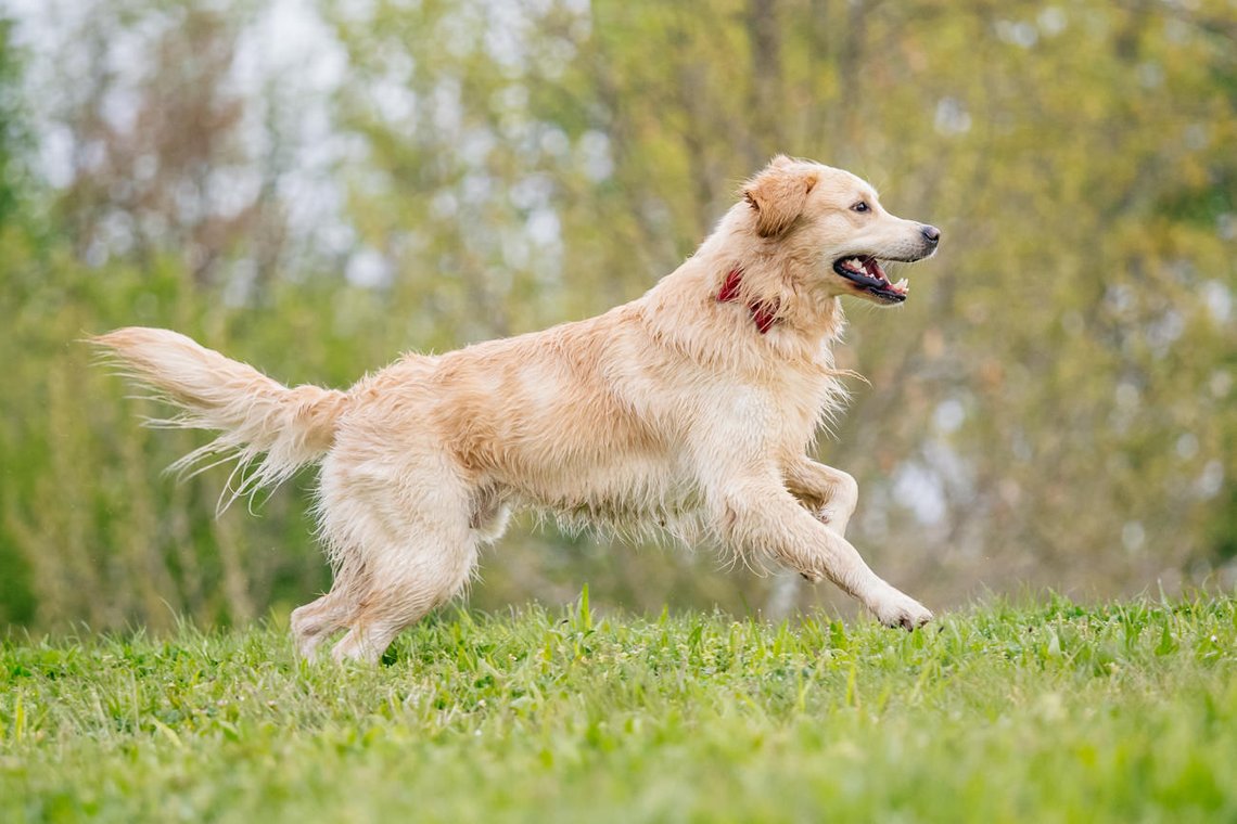 Golden Retriever rennt fröhlich über eine Wiese