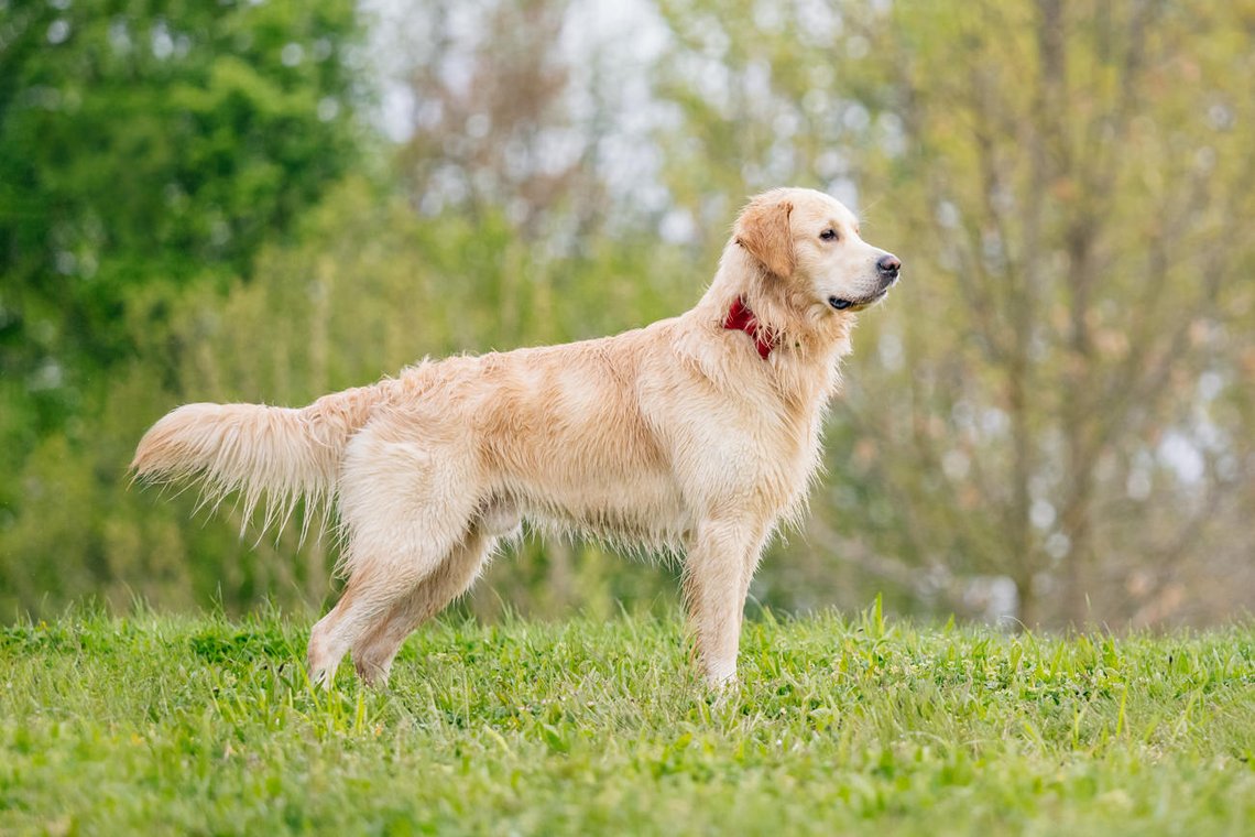 Golden Retriever am See in Pirna-027.jpg