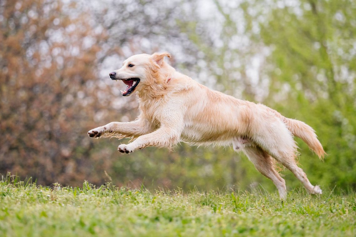 Golden Retriever springt fröhlich über eine Wiese