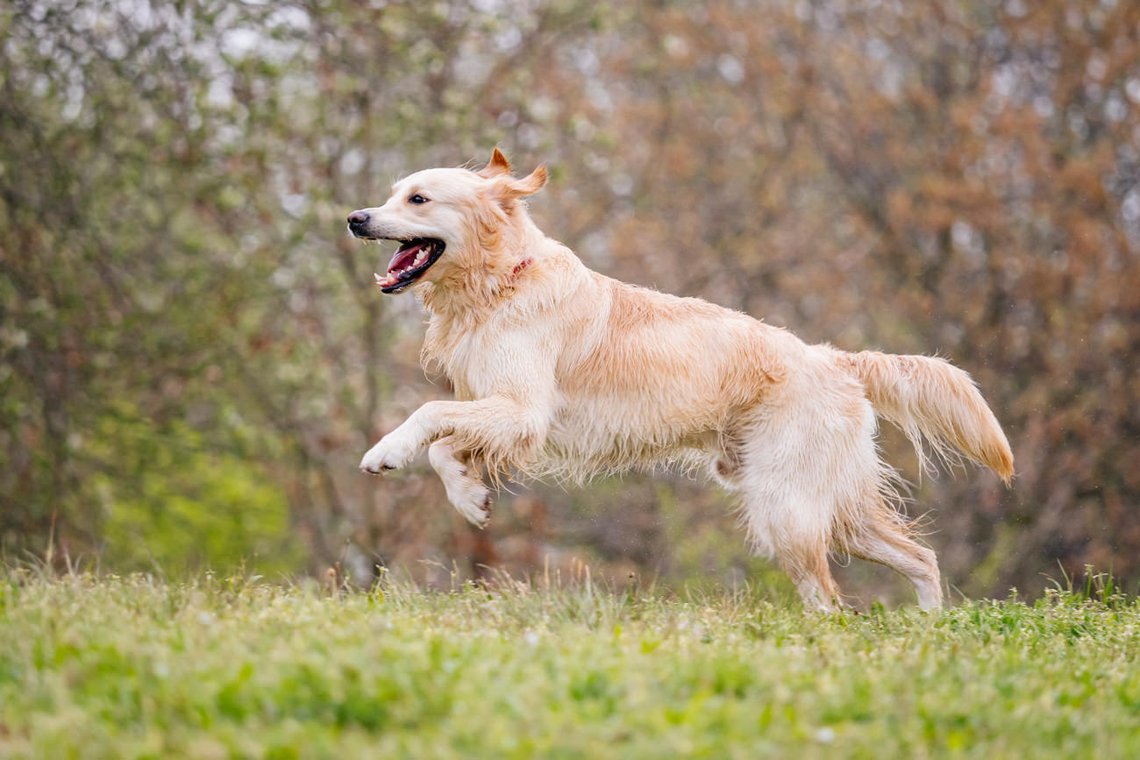 Golden Retriever rennt fröhlich über eine Wiese